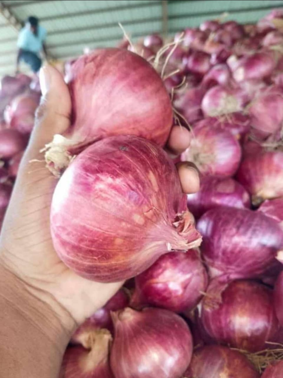 देशी प्रशांत प्याज बीज 1 KG