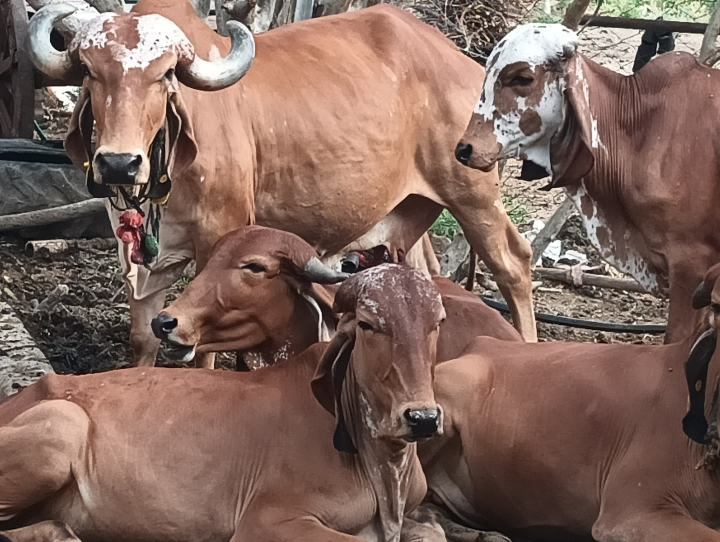 Gir Gau A2 Bilona Ghee 1liter