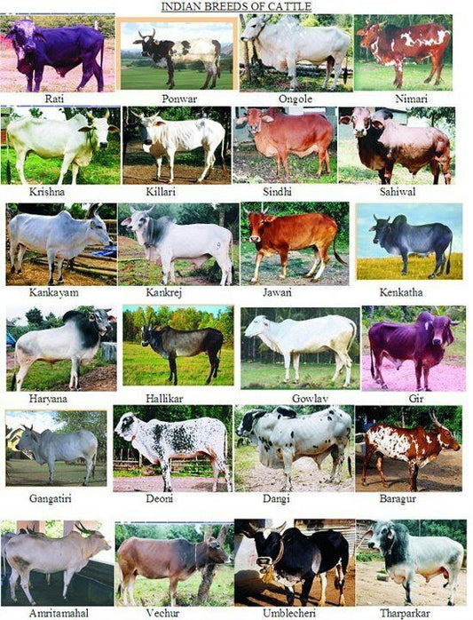 Desi Native Breeds of Cow in India