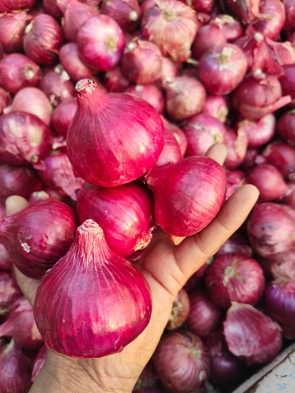 नासिक लाल प्रशांत प्याज बीज 1 kg
