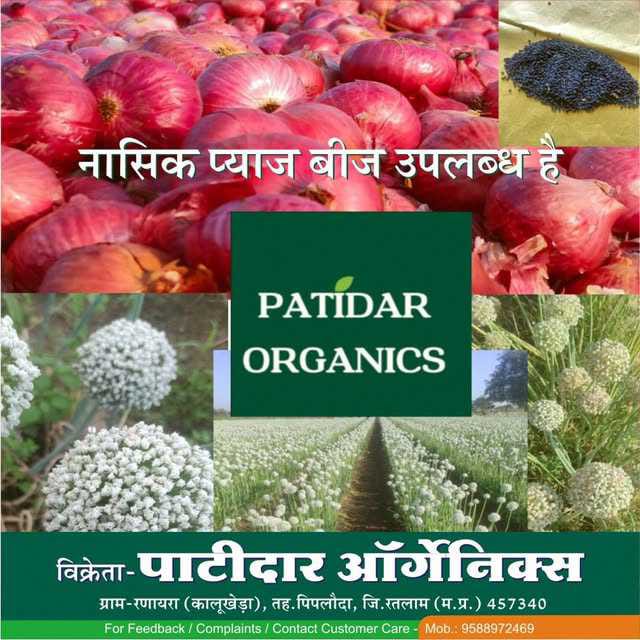 नासिक लाल प्रशांत प्याज बीज 1 kg