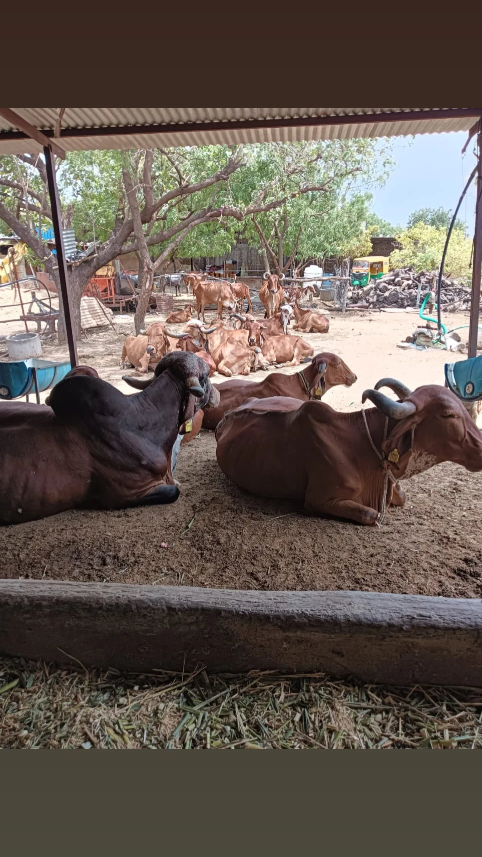 Gir Gau A2 Bilona Ghee 1liter