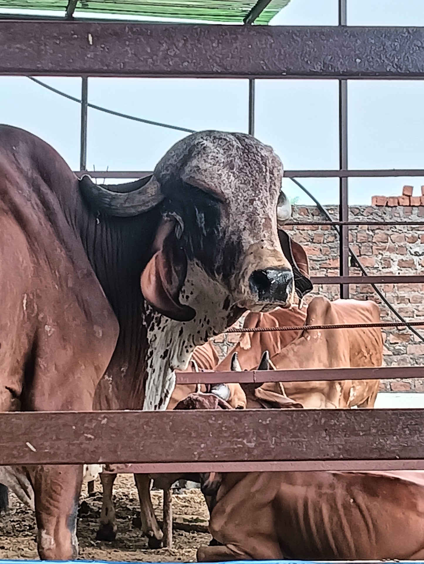 Gir Gau A2 Bilona Ghee 1liter